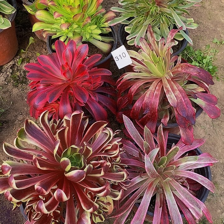 法师锦多头组合310