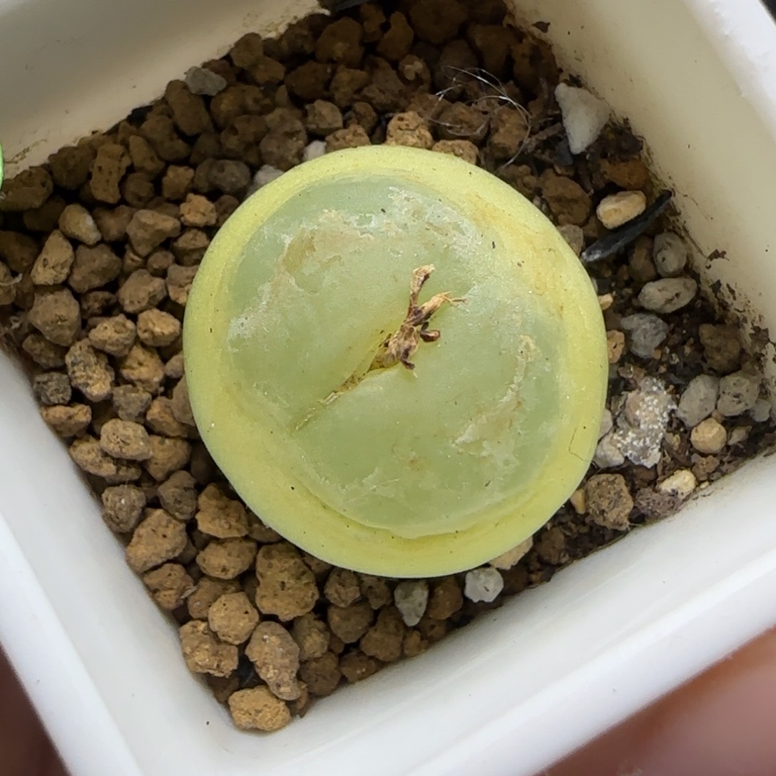 拉登2.1cm多肉带盆653