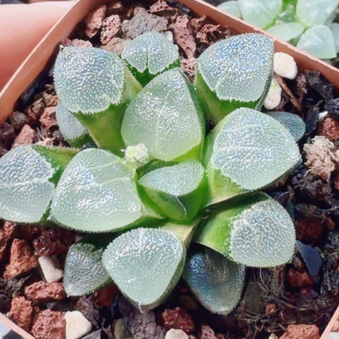 十二卷小叶翠贝福利