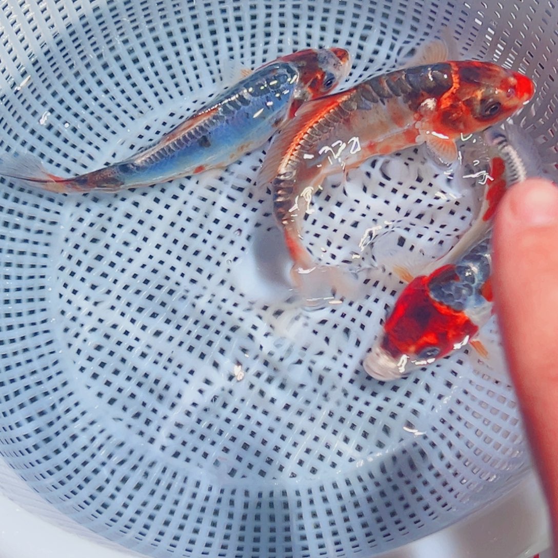 锦鲤锦鲤观赏鱼1111