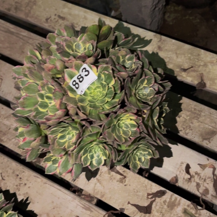 883海仙多肉植物不售后