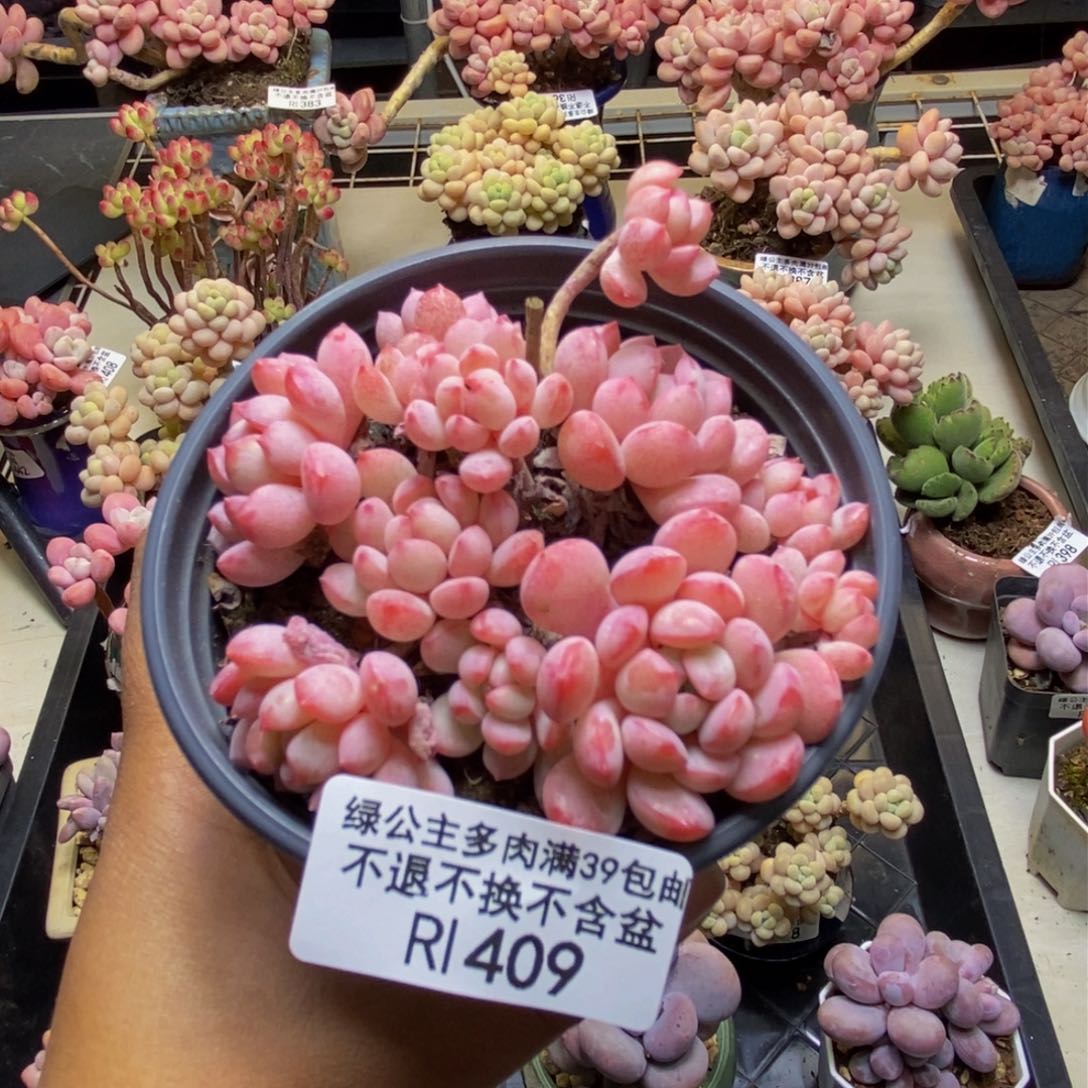409萌豆多肉不包整