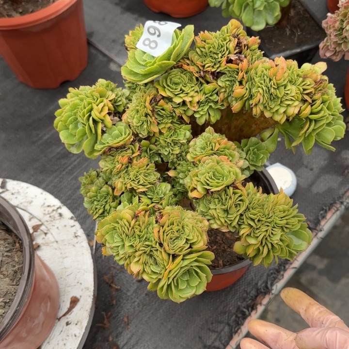 平****多肉植物绿缀化898