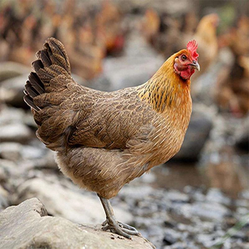 【基地直发】3斤重宠物鸡