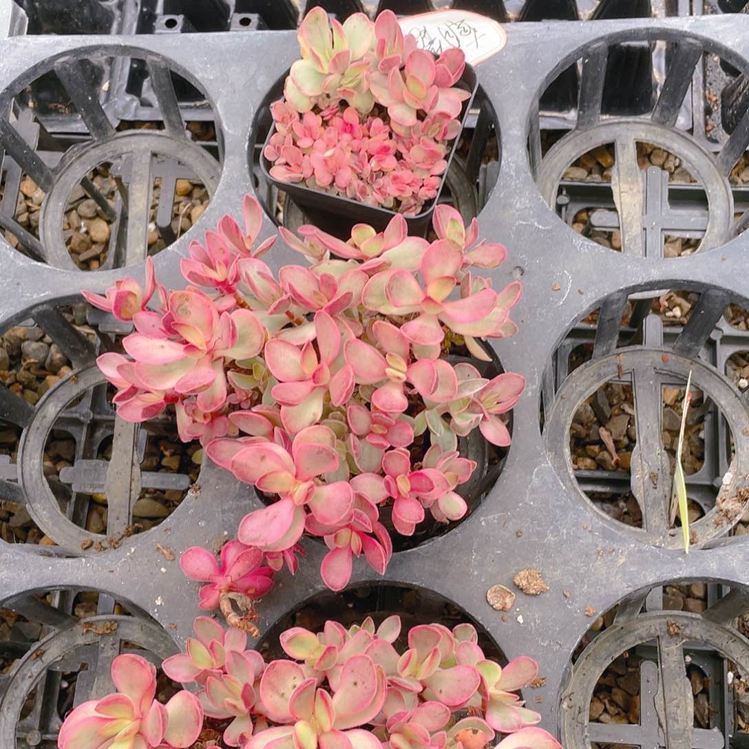 朝霞锦盆一个满25包邮