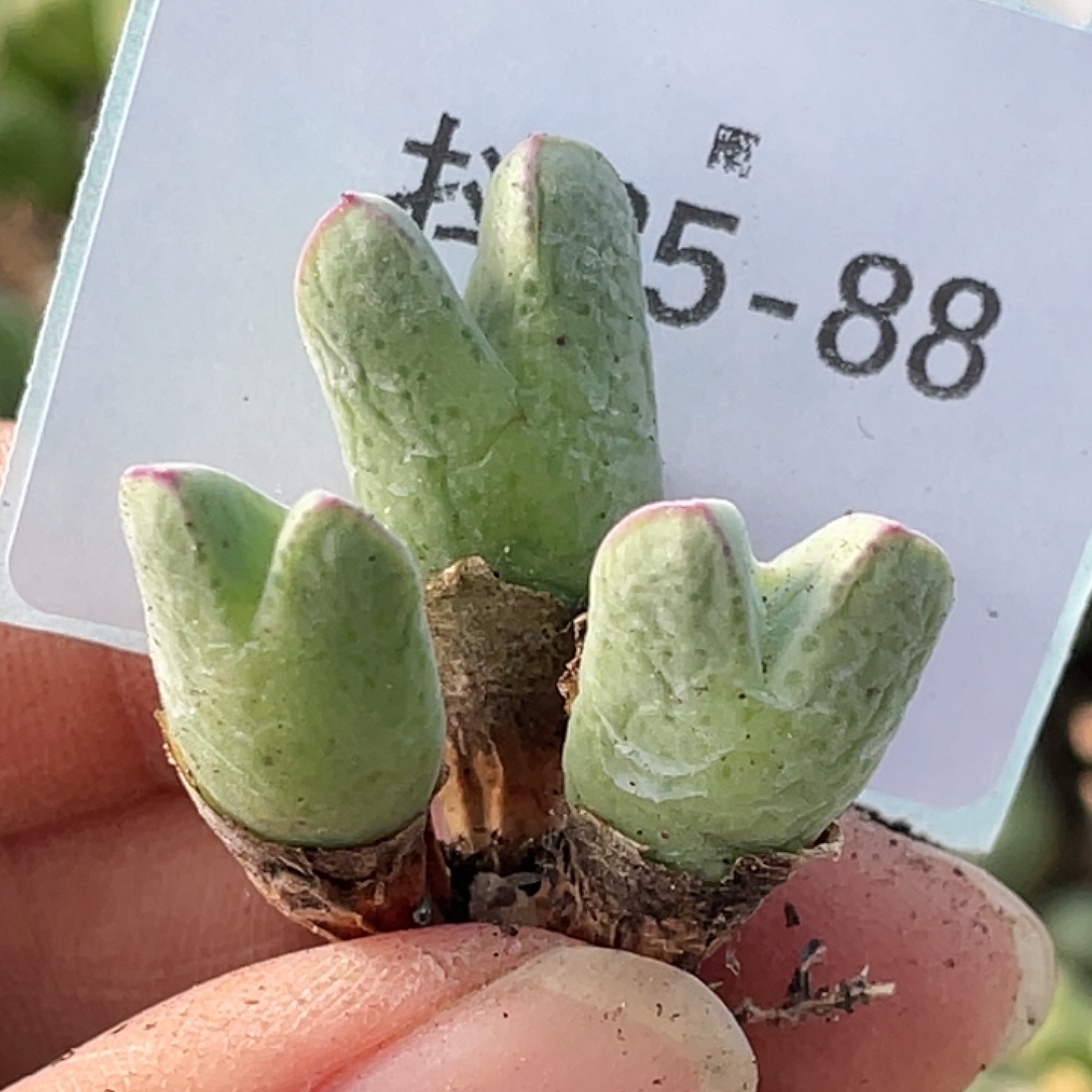 25-88猪蹄多肉植物