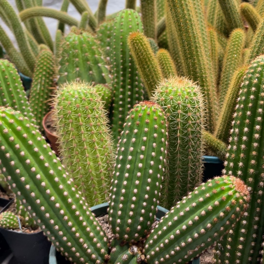 进口金妞金1多头一物一拍1