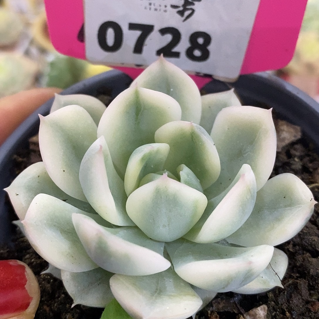 728月亮哈哈高高挂起