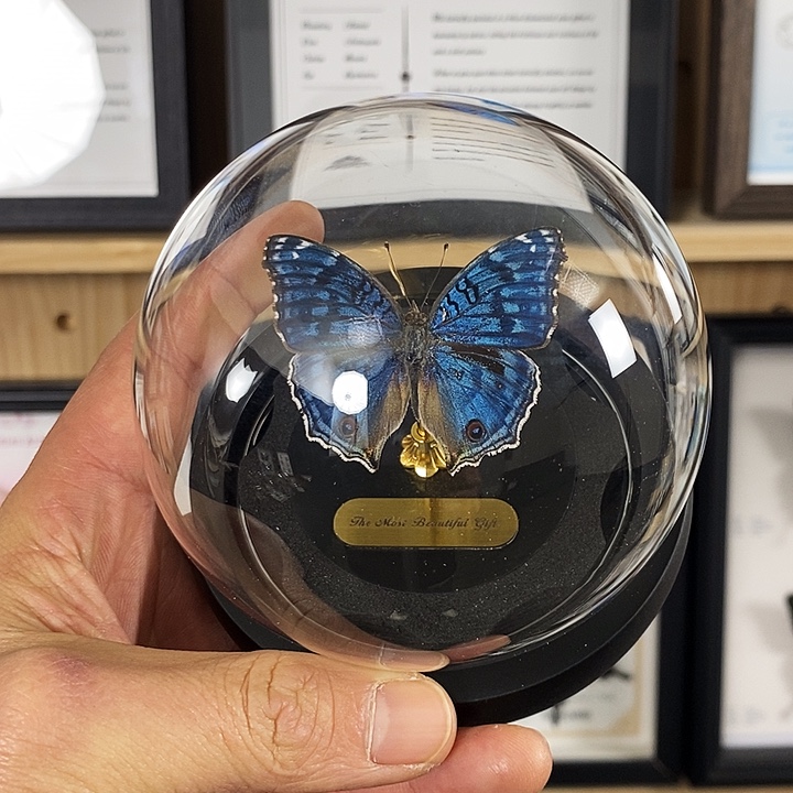 木优雅眼蛱蝶玻璃罩款