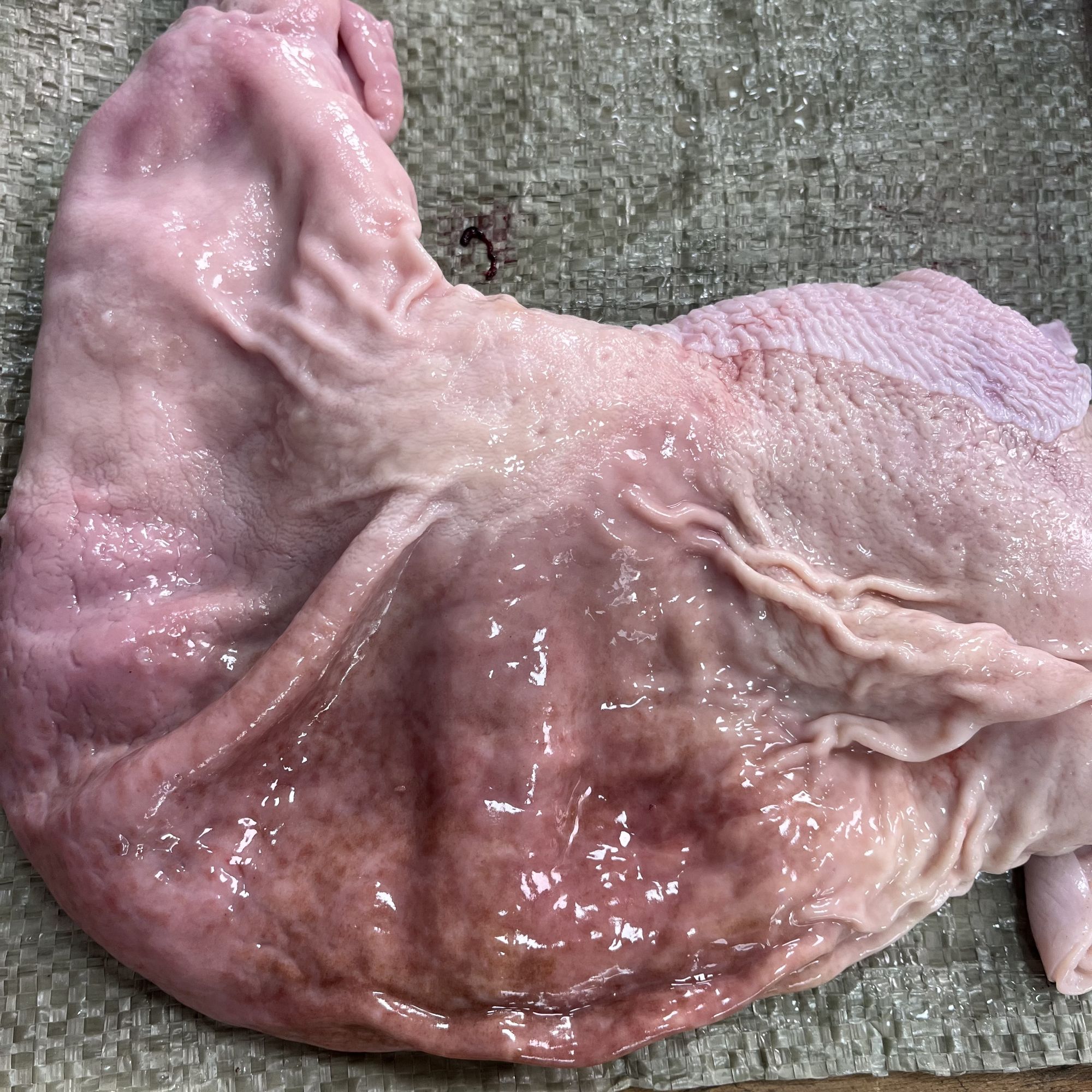 【猪肚】大别山黑毛土猪猪肚新鲜急冻锁鲜发货现场称重