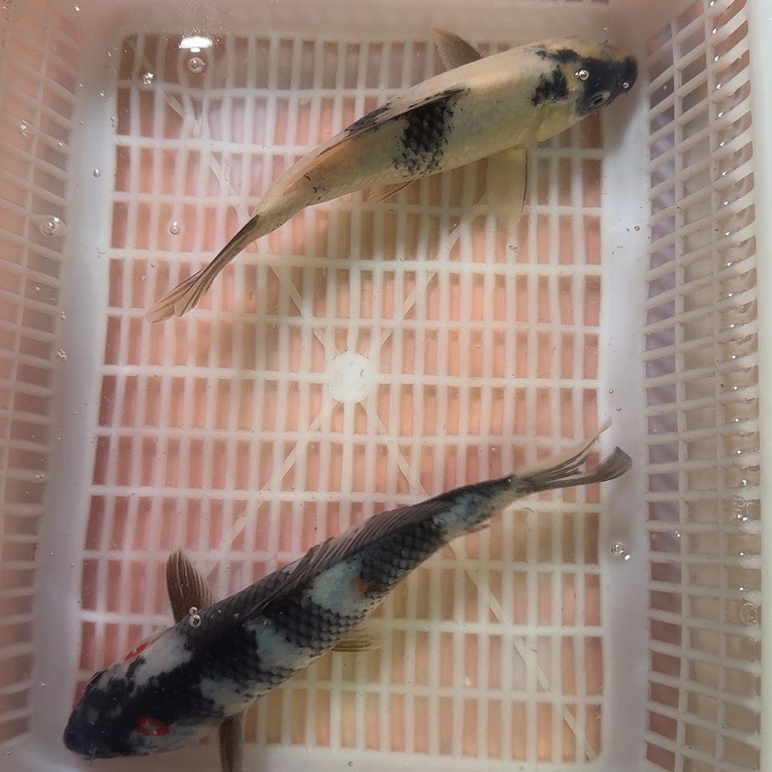 海水鱼锦鲤观赏鱼直播链接