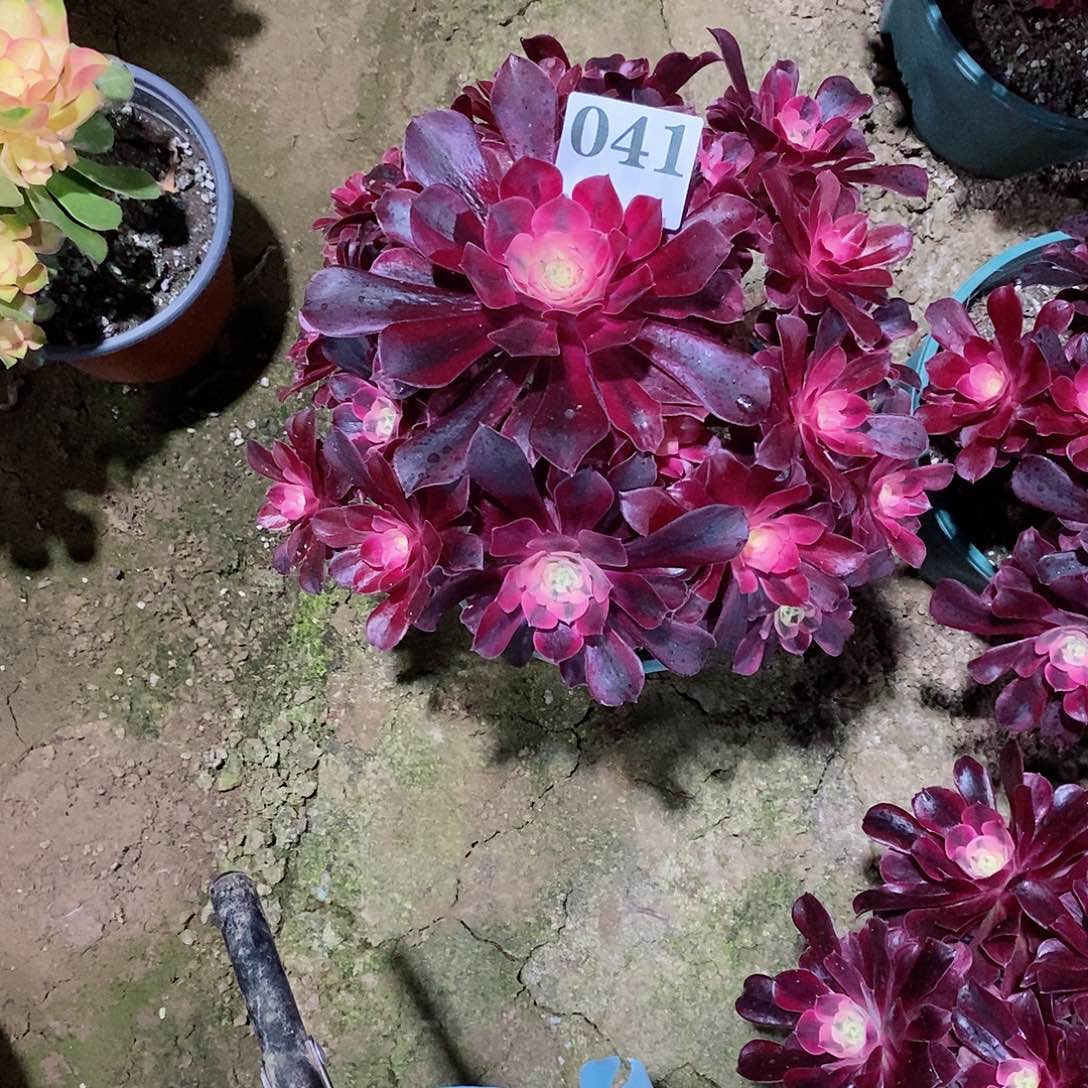 有断枝美杜莎041多肉法师