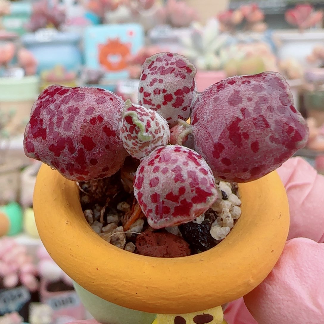 可爱粉丸海豹 盆口3cm