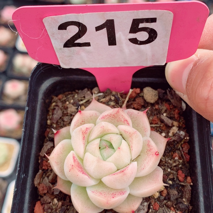 福利多肉植物5cm