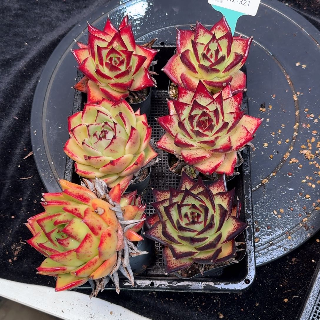 从前慢多肉精选编号1212.321