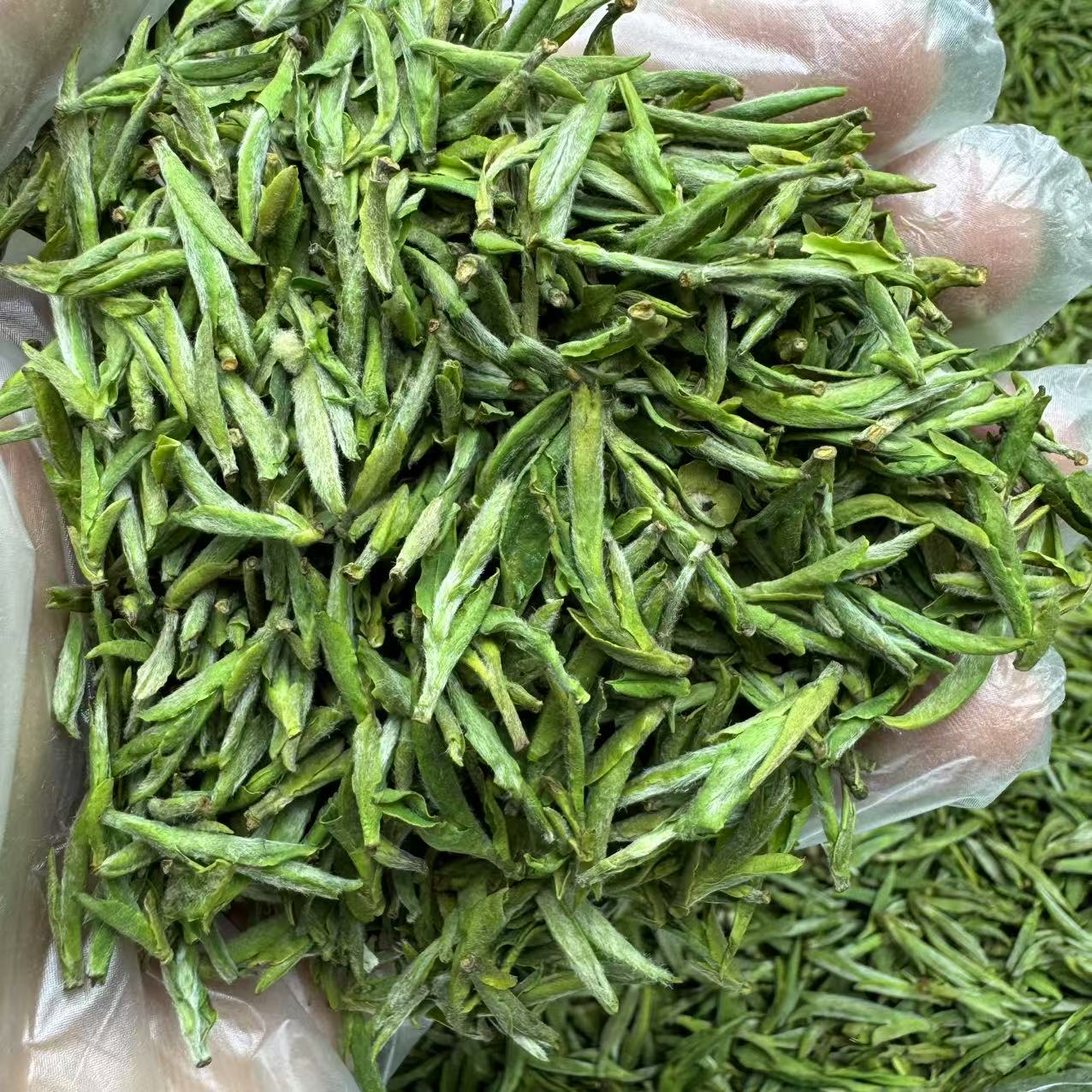 2025年春茶安徽毛峰支持试吃