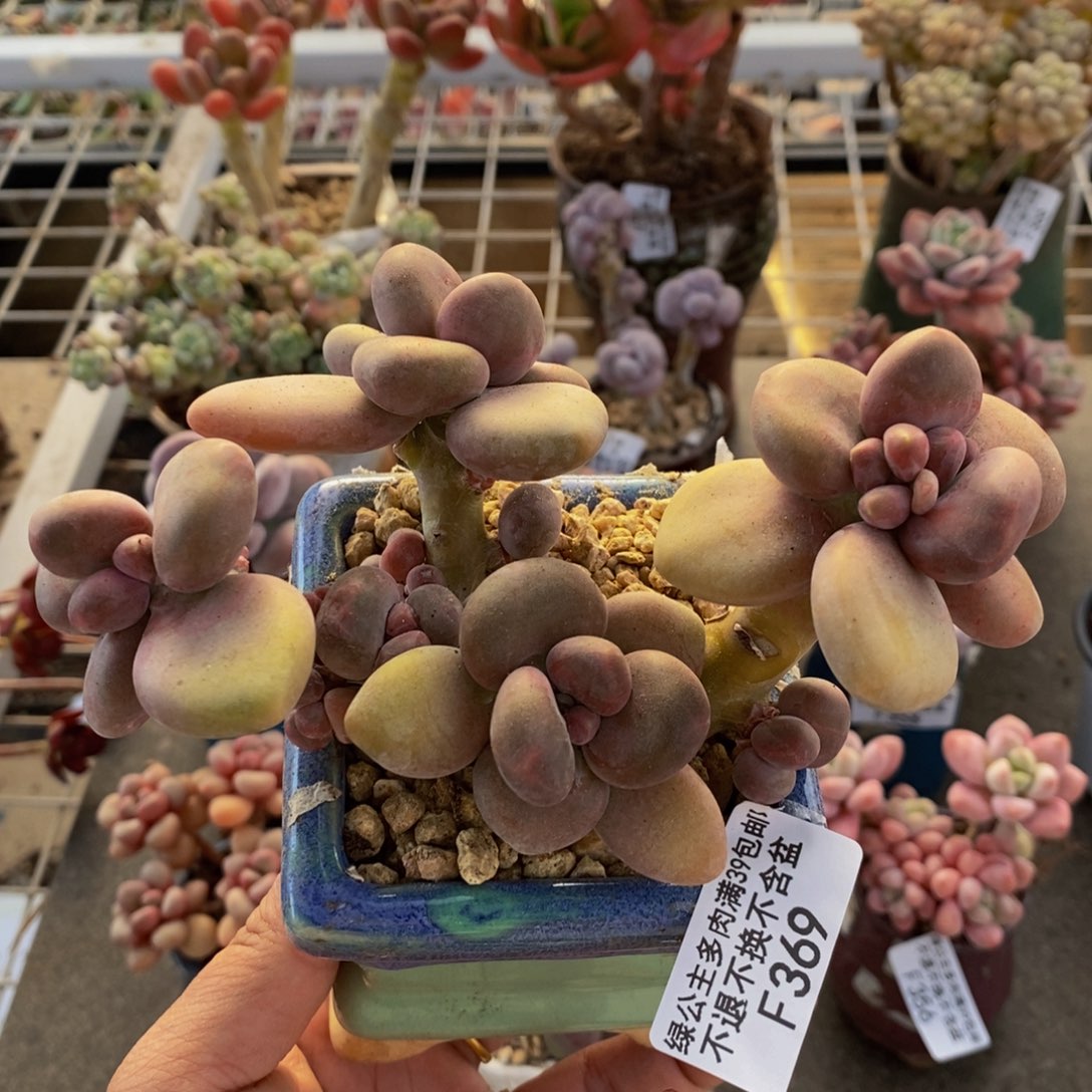 芒果奶酪金蟾kk奶369/12c m