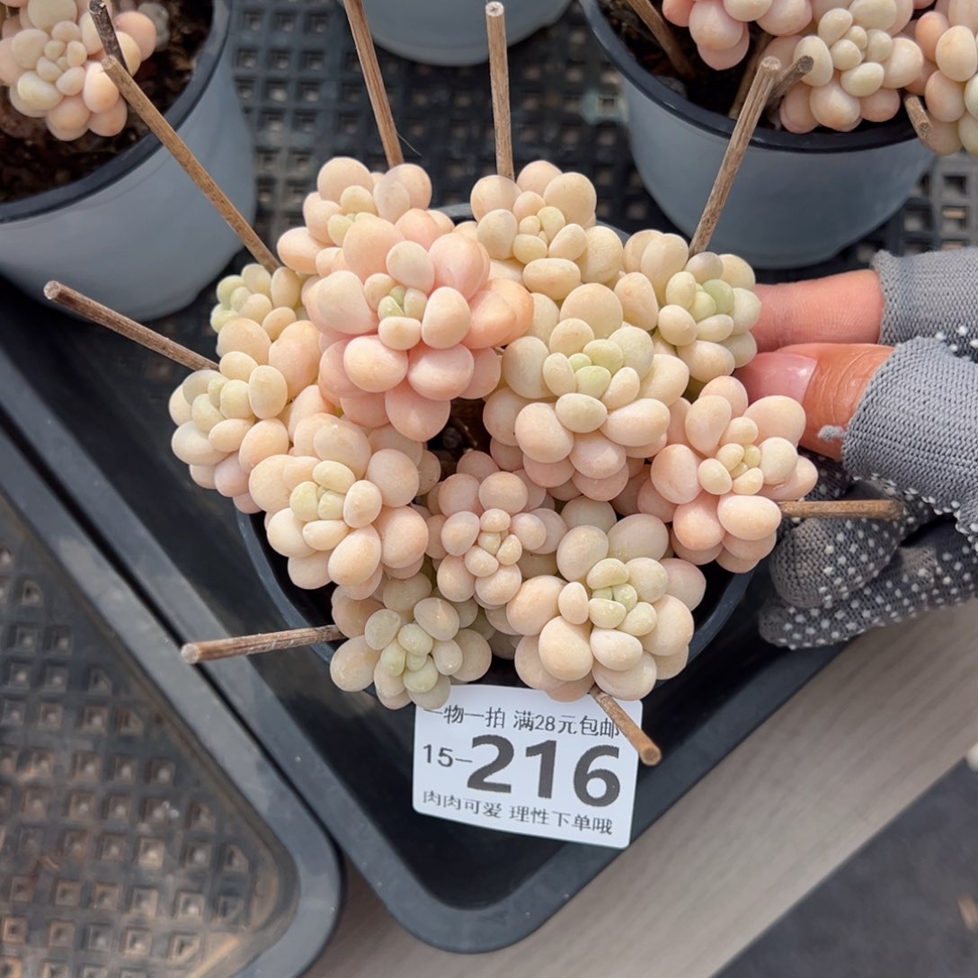 洛可可多肉多肉多肉多肉