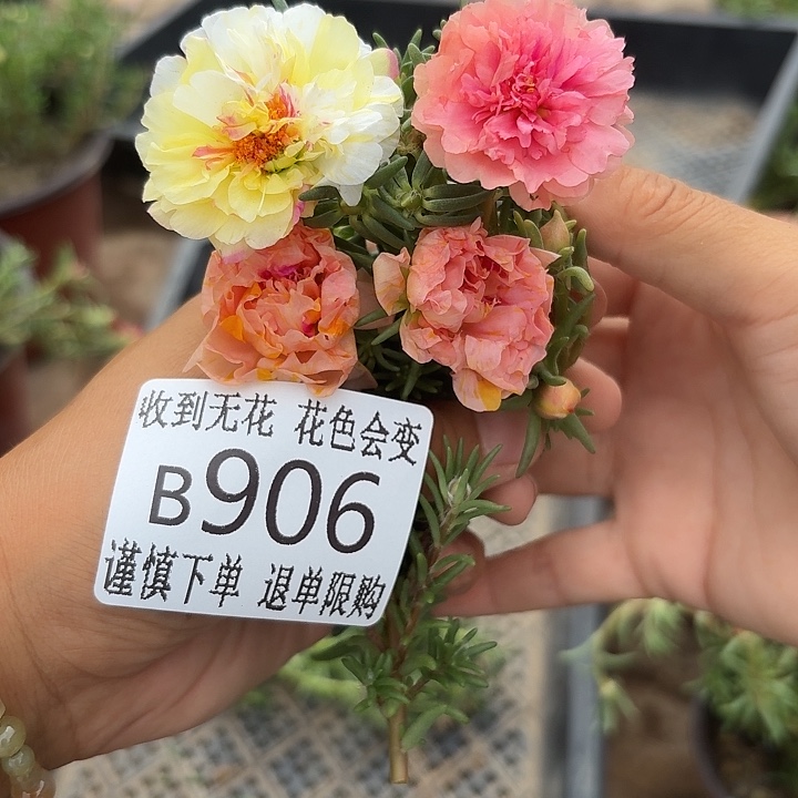 无花朵B906无根枝条3枝一组