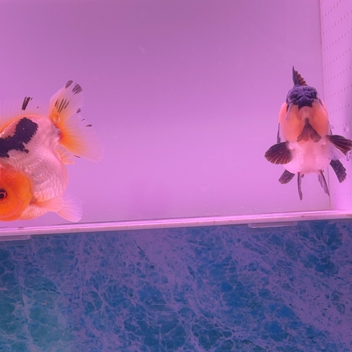 金鱼玛丽金鱼链接