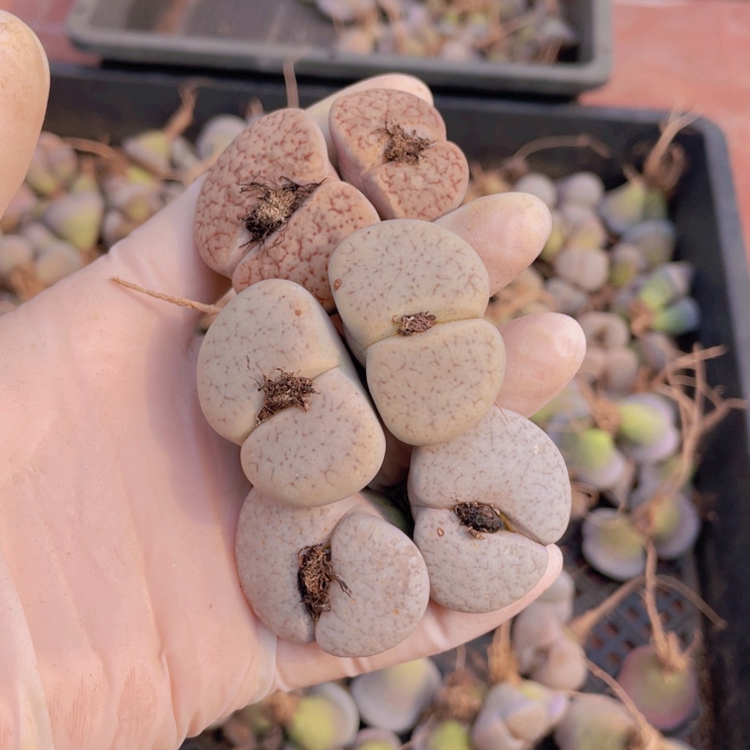 3颗双头曲玉8888888888