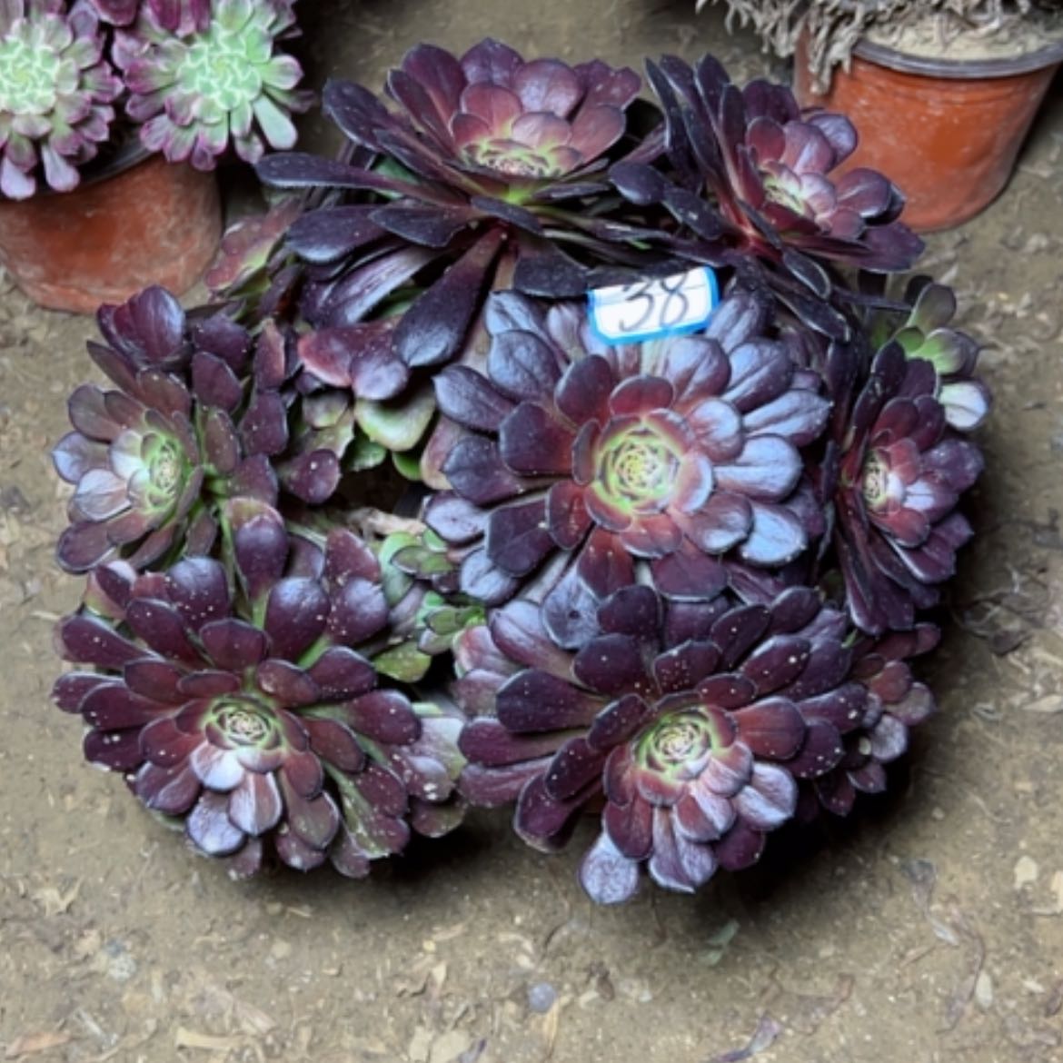 【闪购商品】多肉植物黑萝莉38