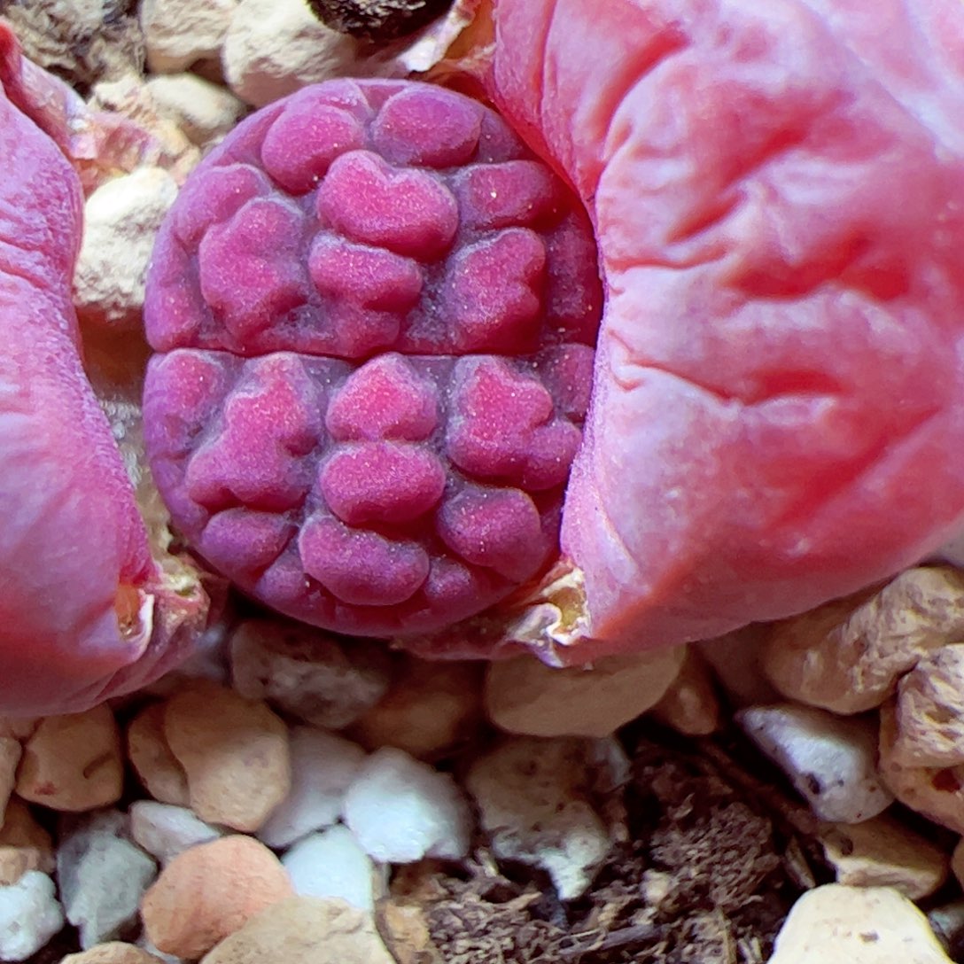 115优秀的肉肉21