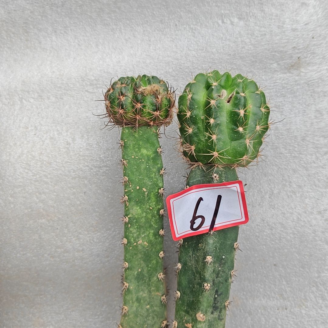 丽花牡丹l33和杰克嫁接两个福61