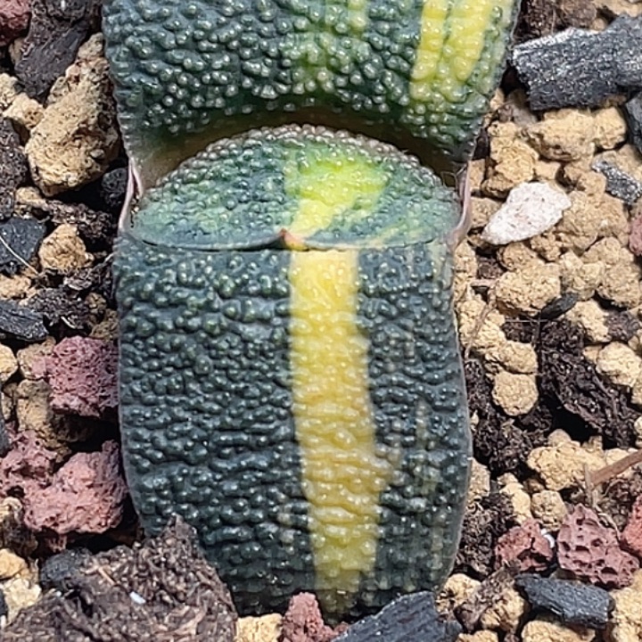 一物一拍竞拍福利拍