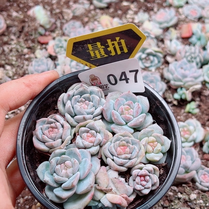 多肉植物多肉植物