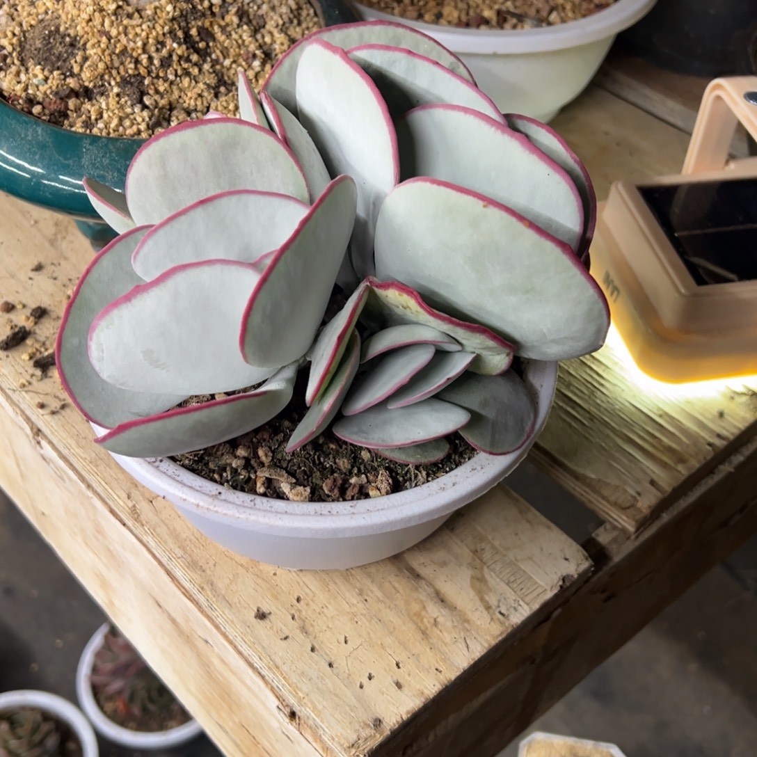 白眉 群生 夏鸣园艺