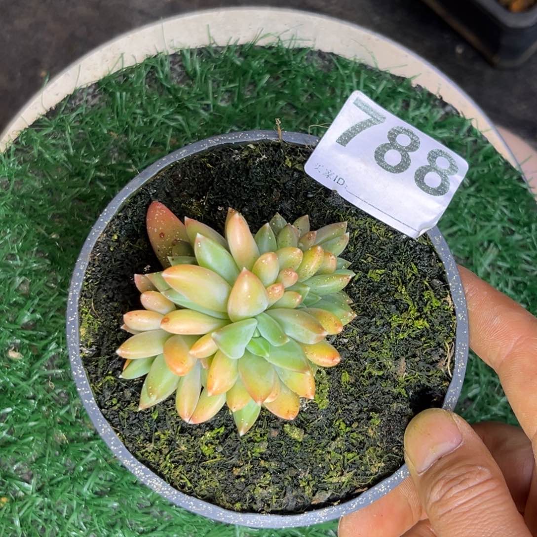 多肉植物莫吉托群788