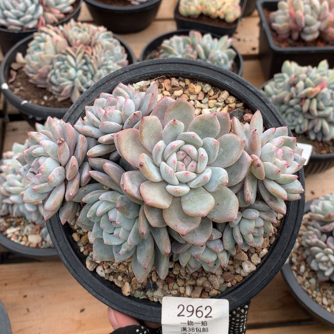 16厘米九头有砍石榴籽2962