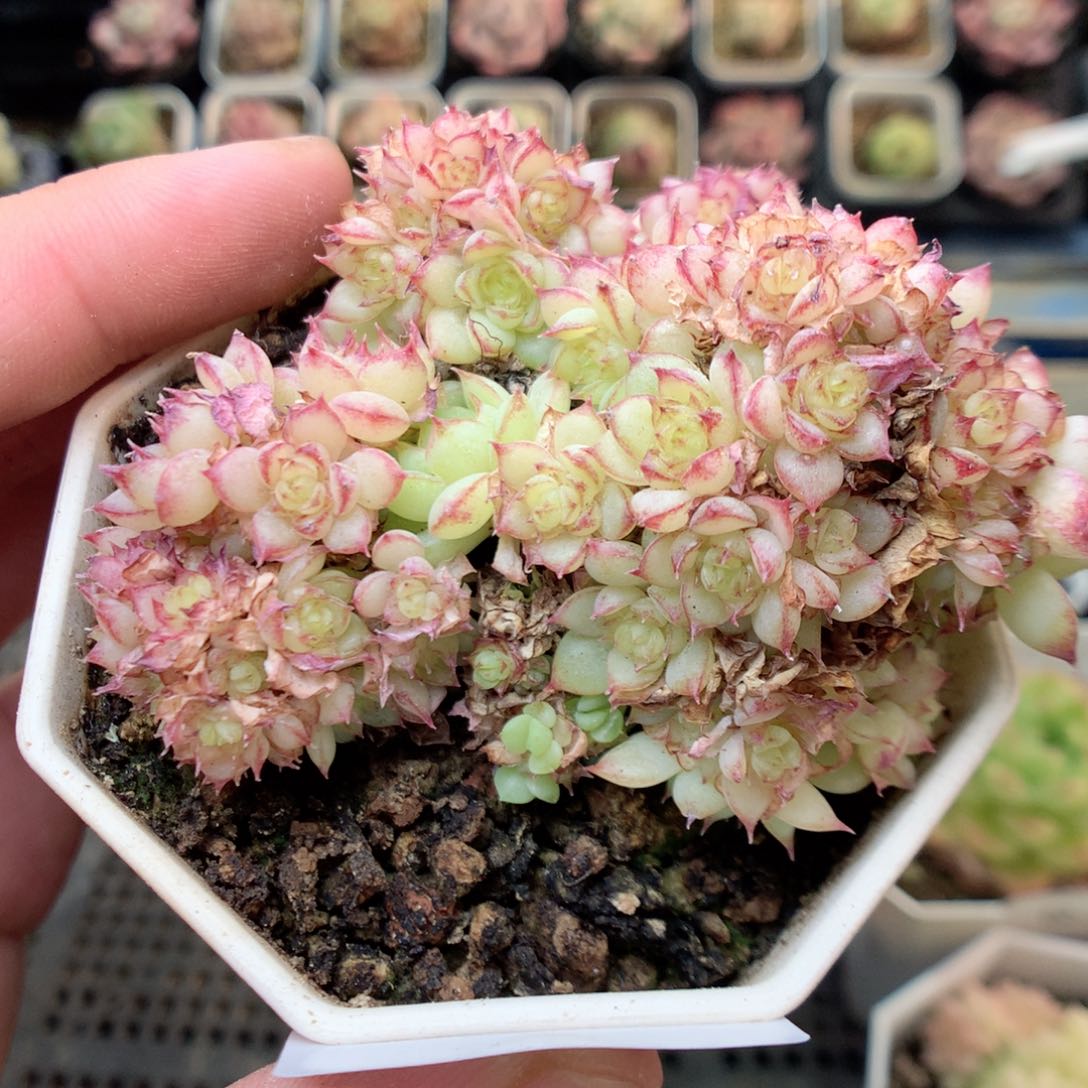 G50虞姬麦杆，20包邮两天凑单