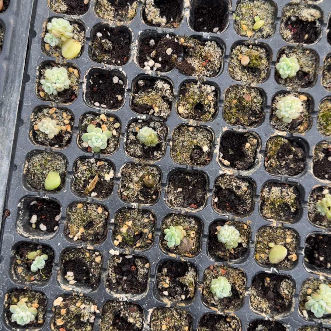 容止2个穴满25包邮