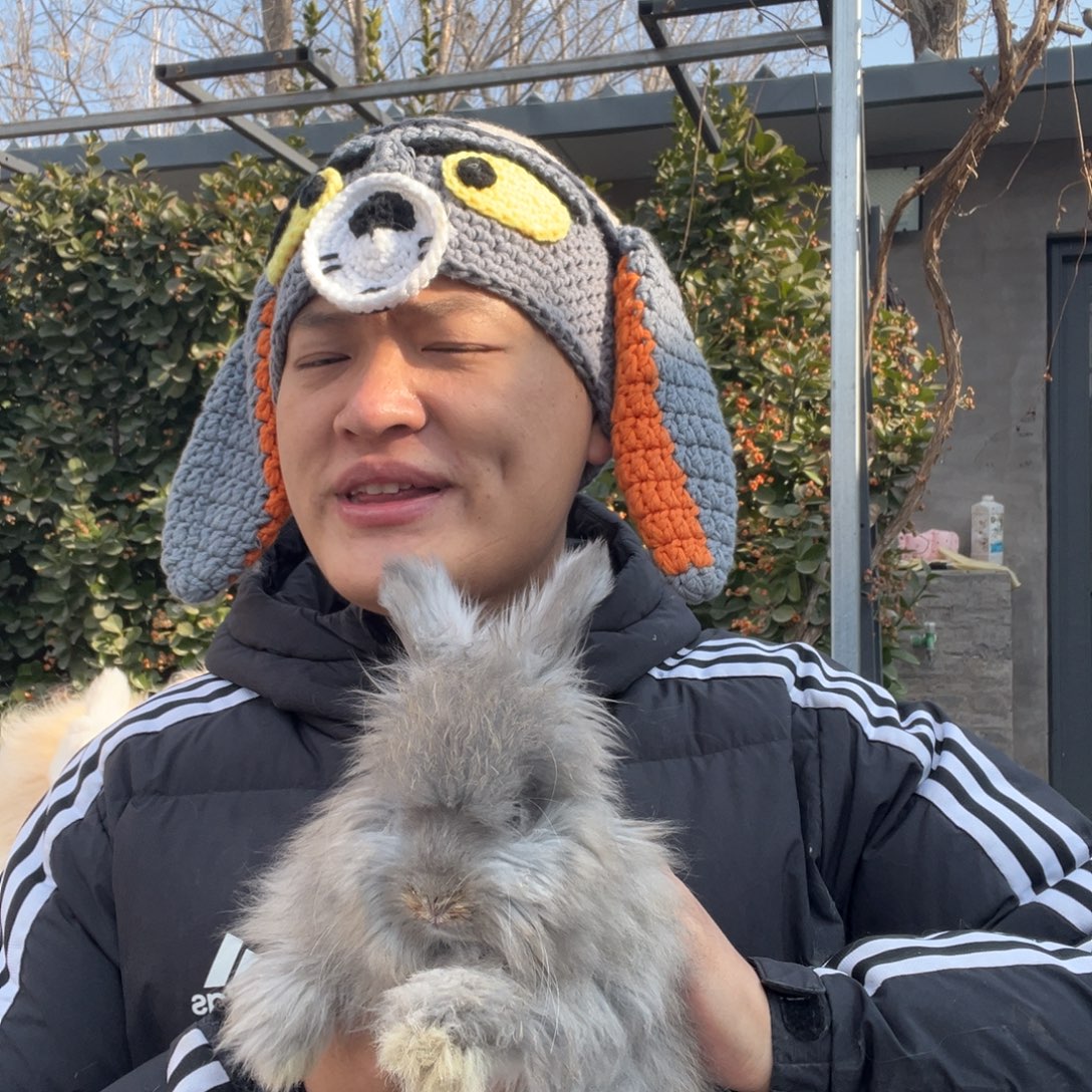双血统英系安哥拉兔