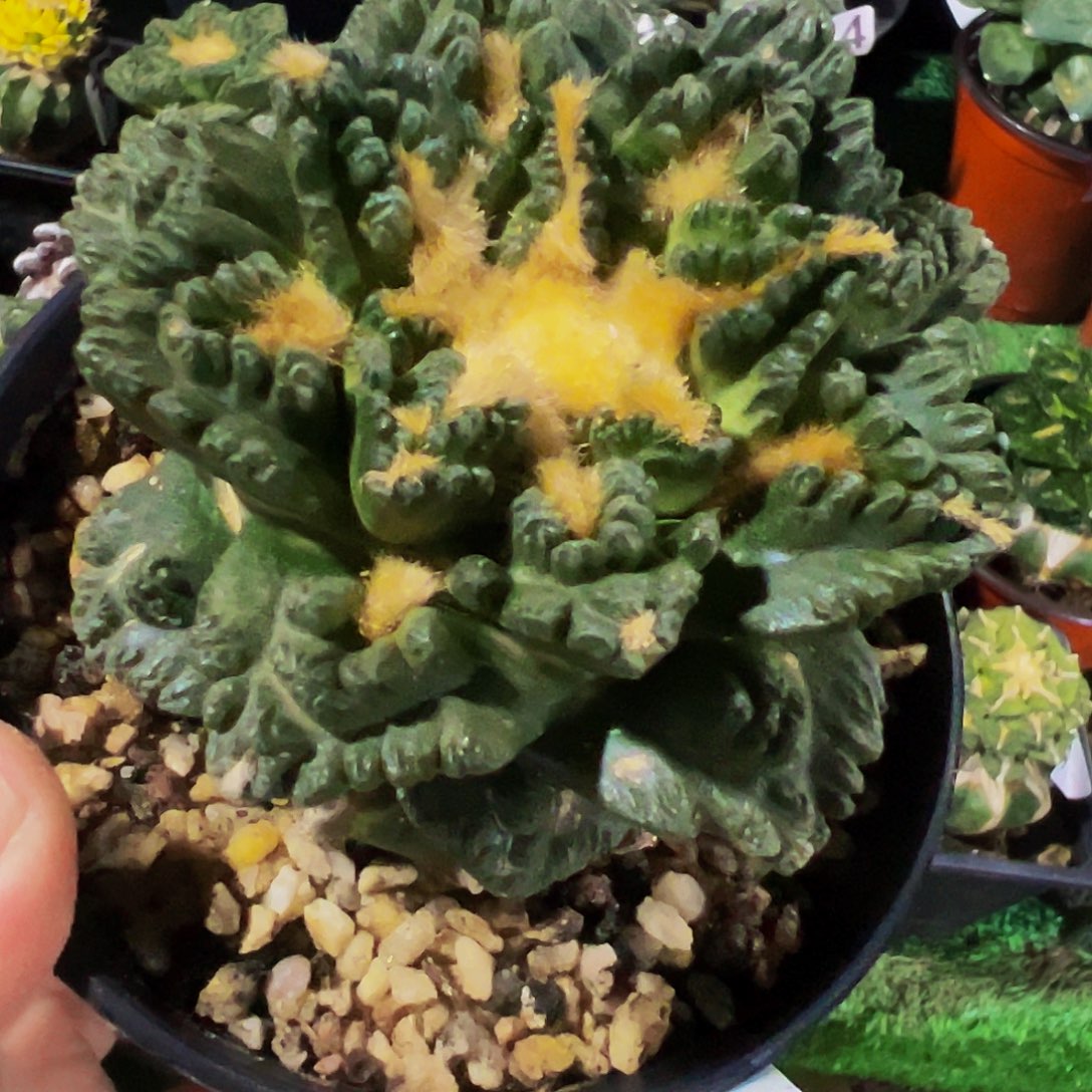 项***奇无花朵福利隔尤龟甲牡丹695