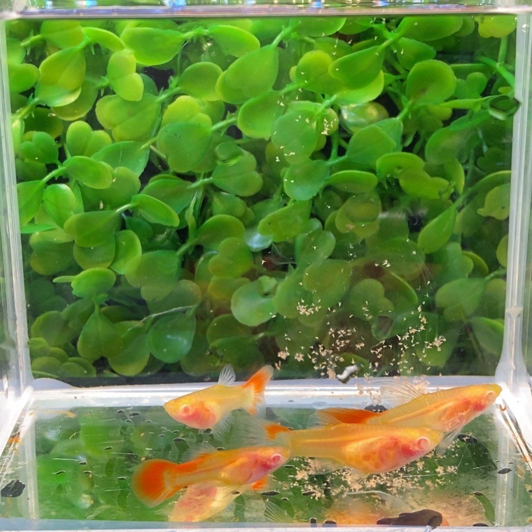 孔雀鱼红宝石大c一对加两普通