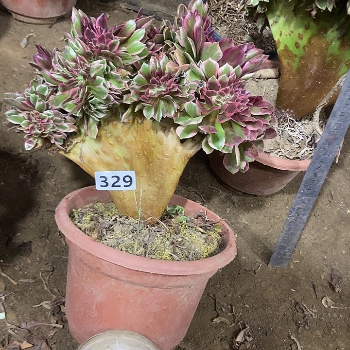 329粉女妖缀化有断指