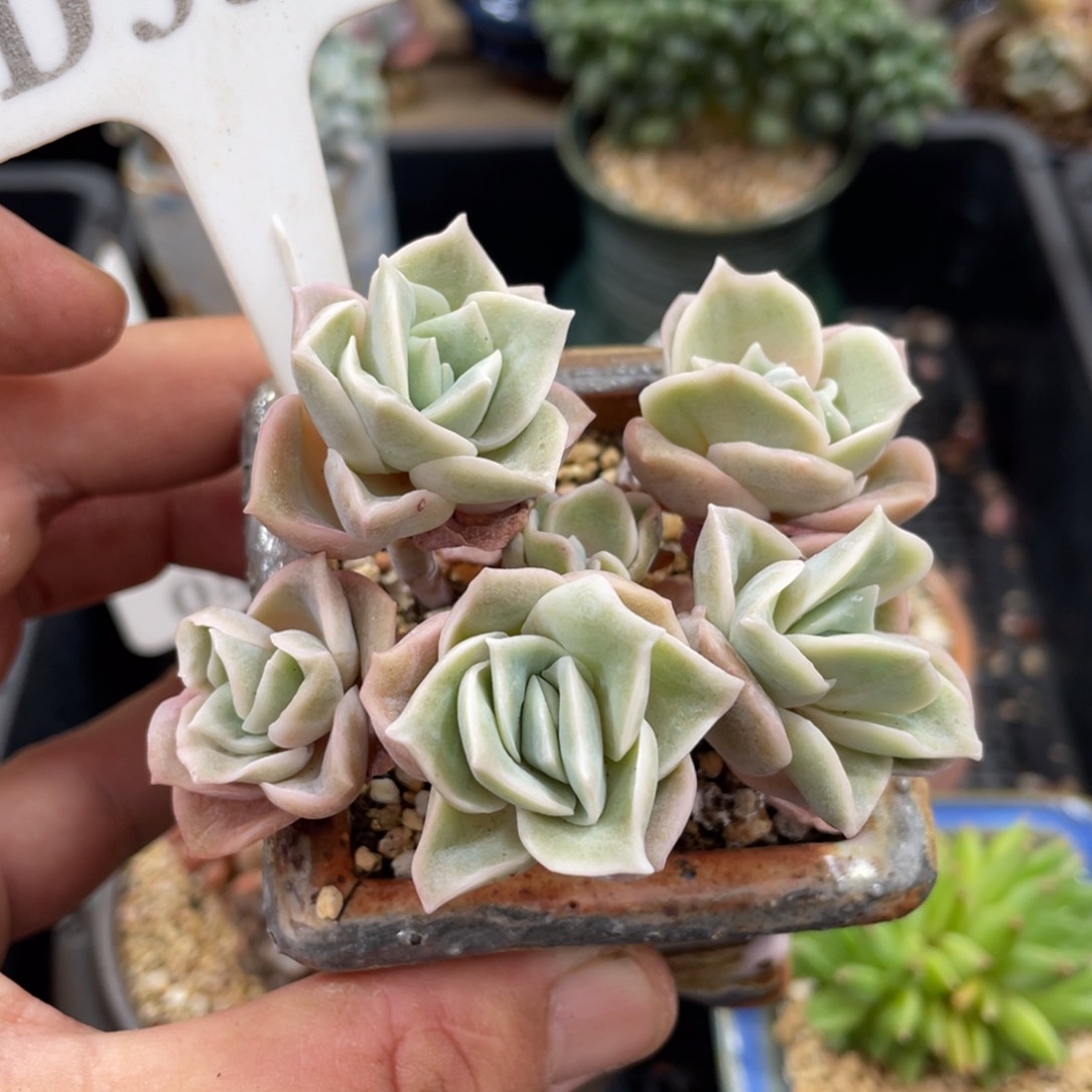 555可爱玫瑰不带盆8厘米