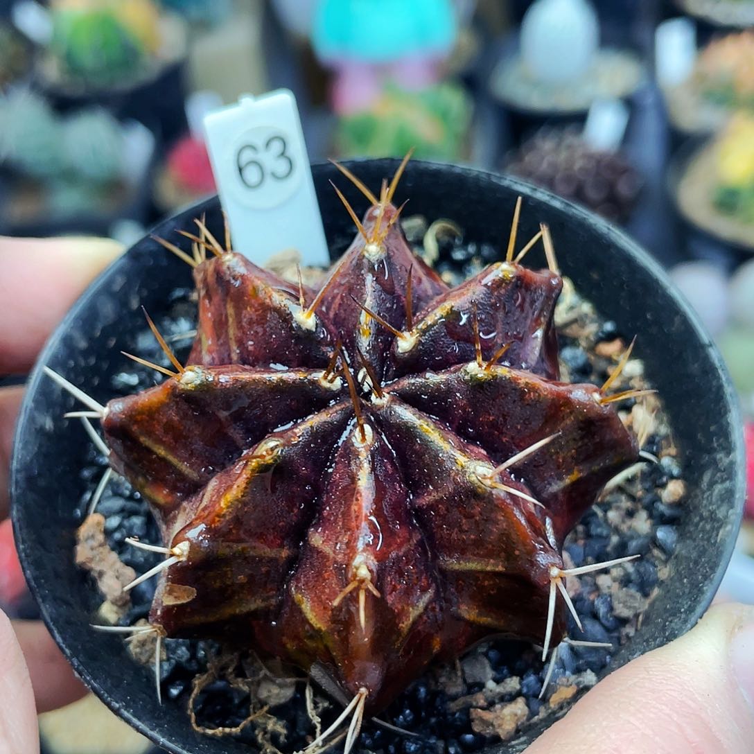 非偏远地区满25包邮仙人球