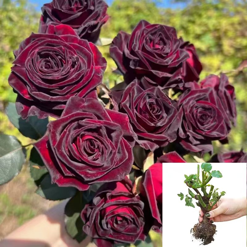 【黑巴克】云南香水玫瑰修剪好花苗养盆栽地栽室内室外大花浓香大苗
