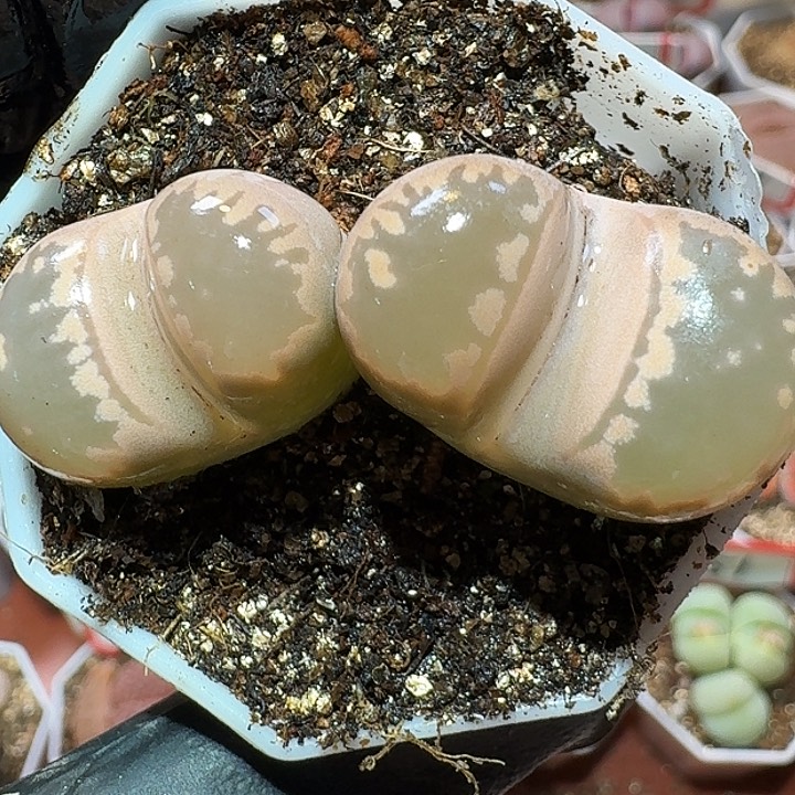 生石花23:：：。  172