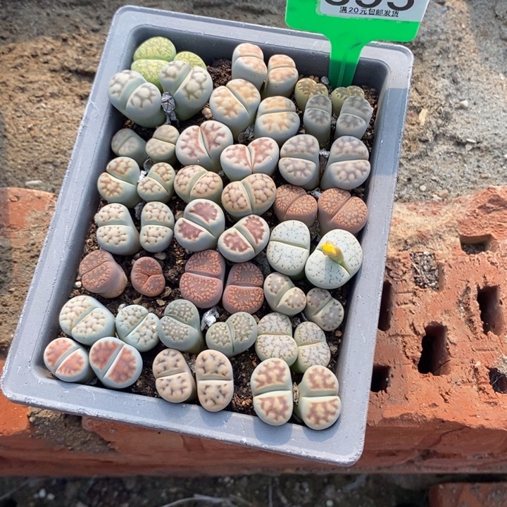 早***！生石花的季节是395