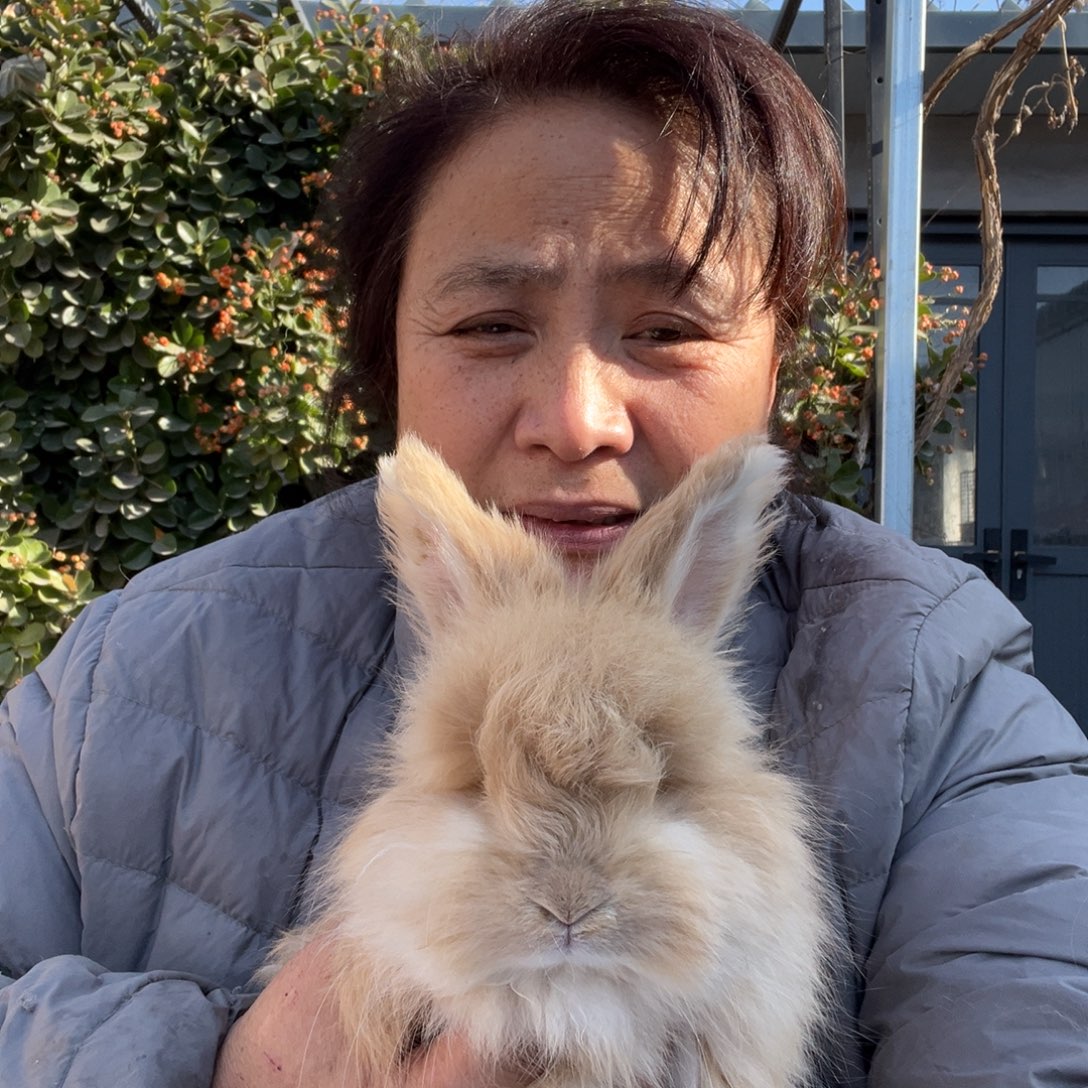 宠物兔英系安哥拉兔