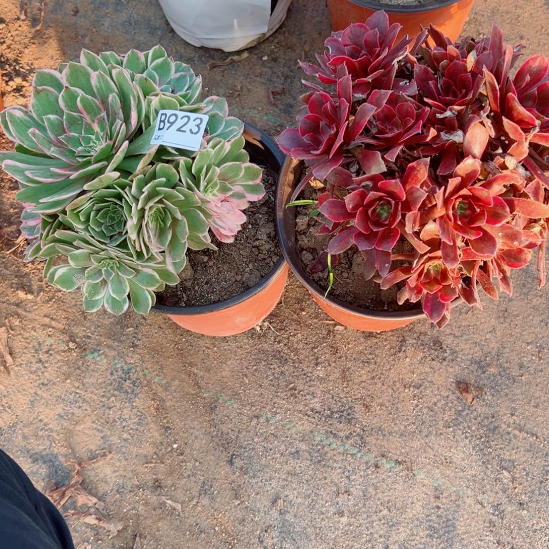 923两颗组合多肉植物法师
