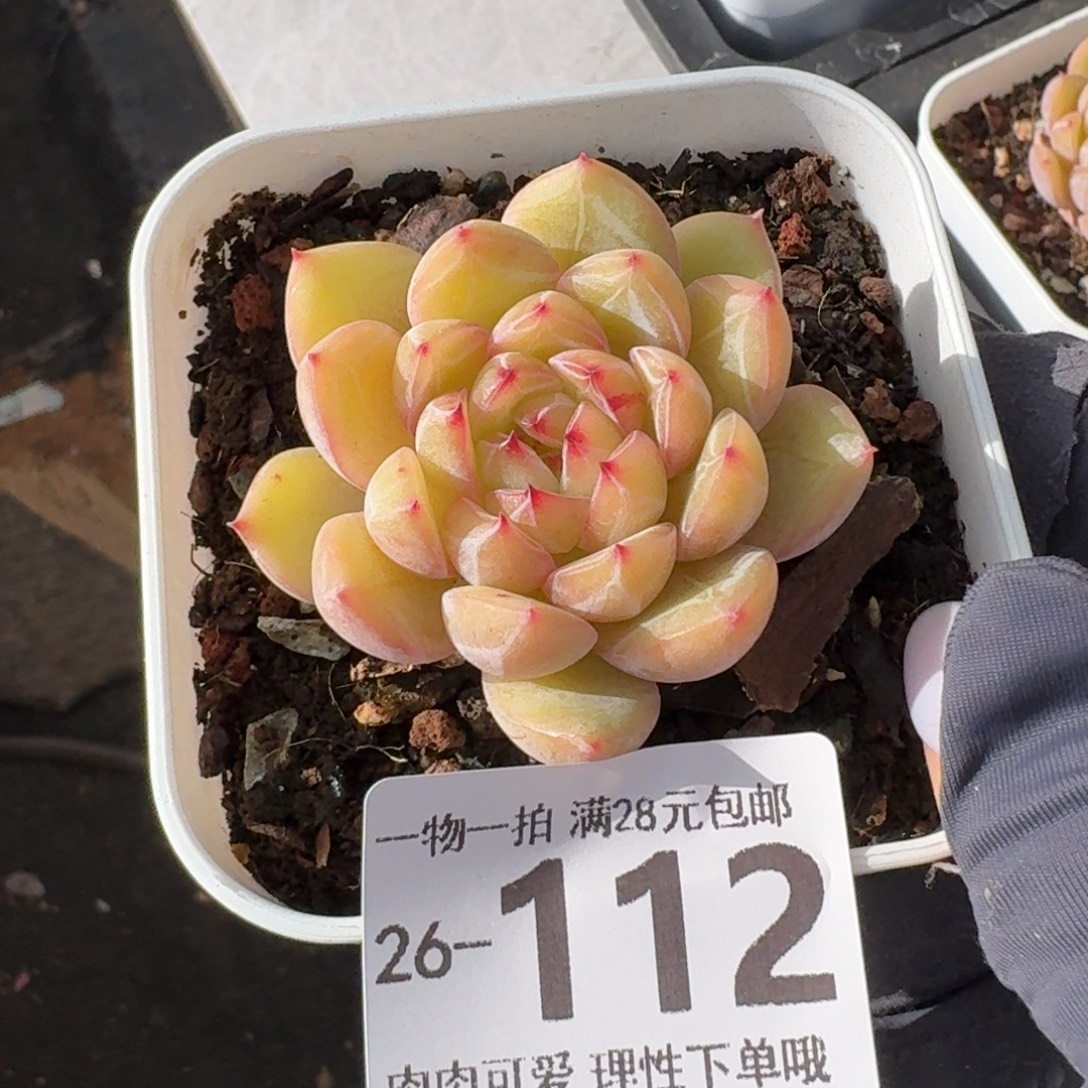 雪花珍妮无盆土发货无