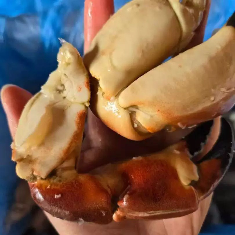 面包蟹腿大钳子肉质鲜美5个左右/斤