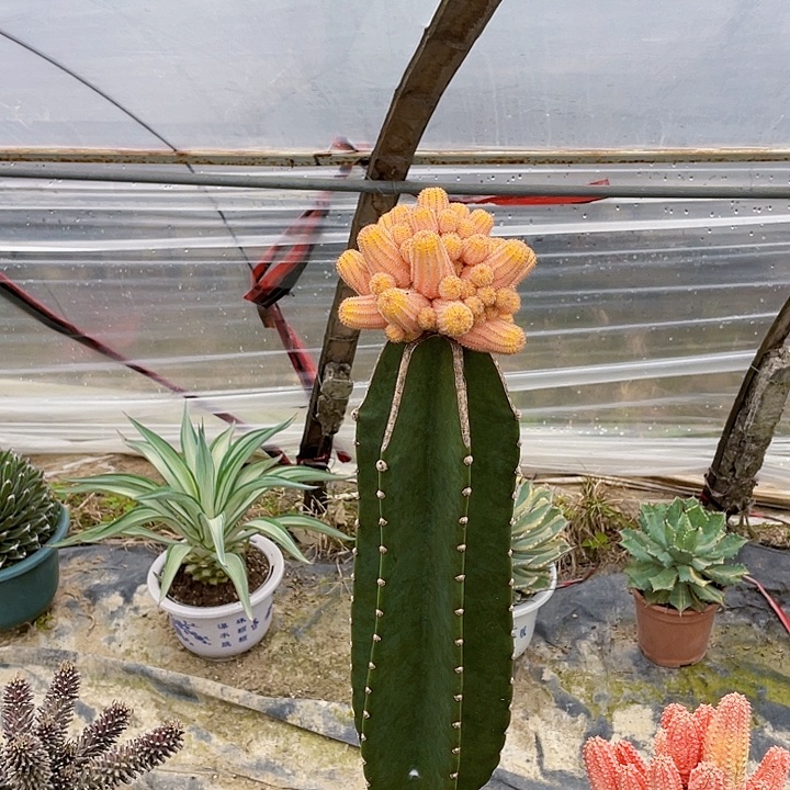 Ｊ***Y完全开放红杉吹裸根发货