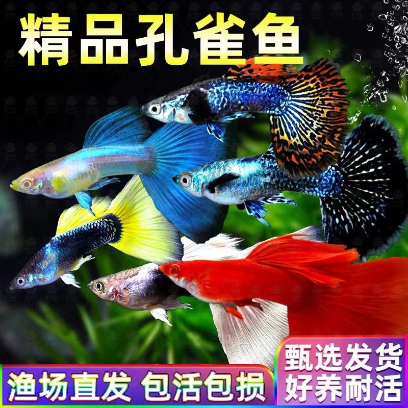 【孔雀鱼混合套餐】小型热带淡水鱼活鱼观赏鱼